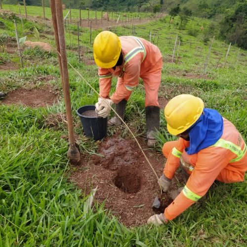 SEMMA realiza plantio de 300 mudas no Parque Municipal